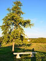 L'arbre de la liberté